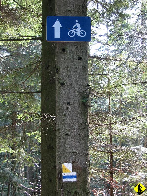 fota 027.jpg - Podjazd na Telegraf. Góra na której odbyły się 24.IX.2000 r. Pierwsze nieoficjalne zawody Downhill. Trzeba przyznać, że scyzoryki mają ciekawe miejsca do jazdy i aktywnego spędzania czasu. Mimo, że nie spotkałem żadnego rowerzysty na trasie, to biegało kilka osób. Na szlaku niebieskim na paśmie nie spotkałem nikogo, dziwne uczucie.